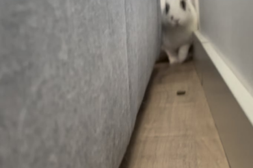 Bunny found the couch