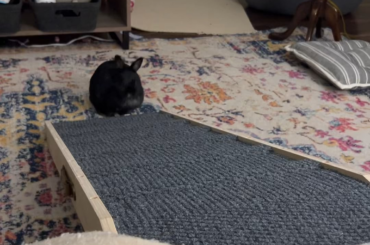 Miss Tiggles finally healthy and living life to the fullest