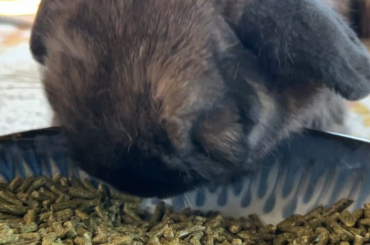 I never knew the joy that bunnies can bring, until I met Earl