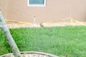 Finally saw Momma Bunny tending her nest with Daddy watching her!