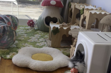 Stanley was an immediate yes on the “Hop” litter box