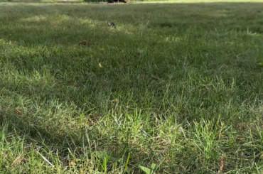 Wild bun update 3