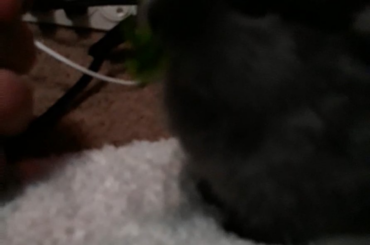 Babies!