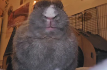 my handsome muncher nomming on mint