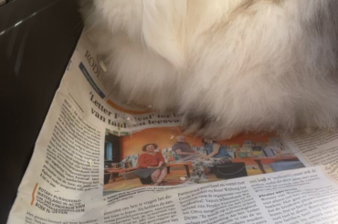 Help i think my bunny is in so much pain