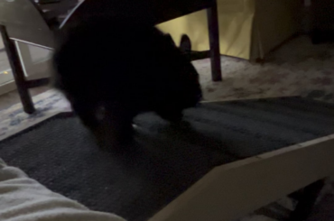 She always sniffs around when she goes down because she is looking for treats since I trained her by putting treats up the ramp.
