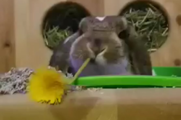 Ellie eating dandelions