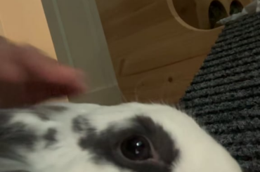 Bunny making clicking/sniffle noise