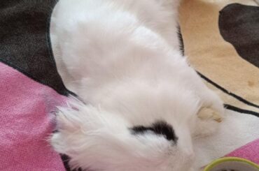 Ear polyps in bunnies