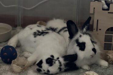 My fosters are getting adopted!