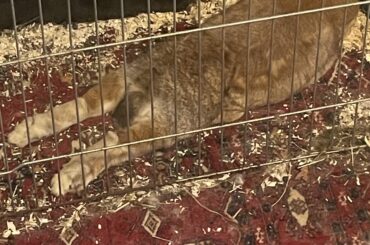 Look at that sploot!