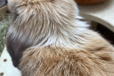 Greasy fur ???