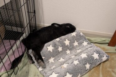 Mr Lando shows us the proper way to use a pillow