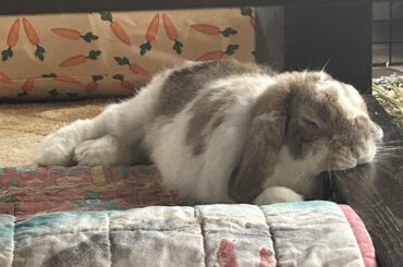 Emmitt’s coffee table pillow