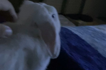 Nightly attention seeker at 3am sharp!!..🐰😅🐰