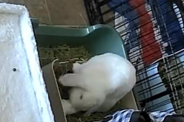 More wobbly bunny footage (he has 3 legs)