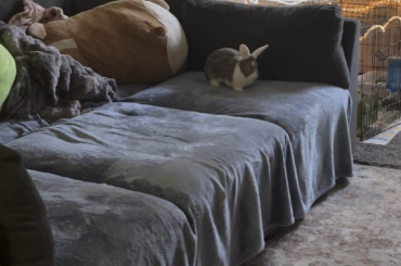 Bunny Zoomies💨