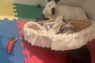 made the mistake of putting something in her favorite corner & came back 2 this