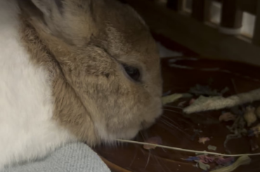 Finally Got Neutered!