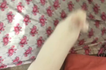 Kristoff loves a little morning zoomie around my bedroom while being followed and cheered on