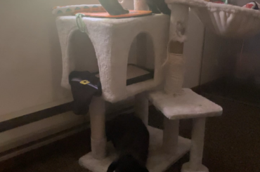 When blueberry has indoor adventure with kitty sissy Coraline
