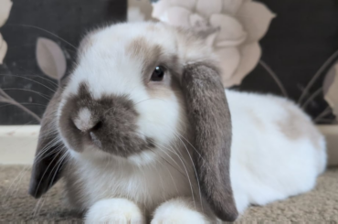 I don't think he was ready for his closeup