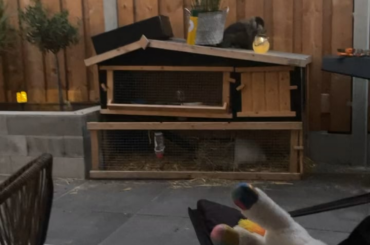 Im amazed how he climbs anything