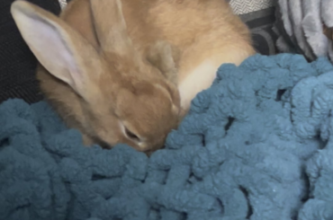 What goes through my mind when I look at the bun.