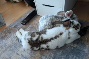 Bonding a new rabbit to a couple