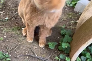 In memorial of my beloved fur friend