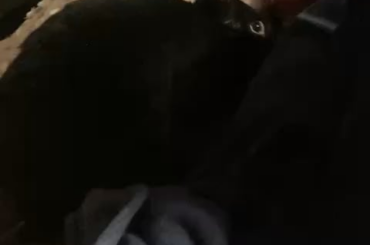 They like ‘em big they like ‘em Chonky