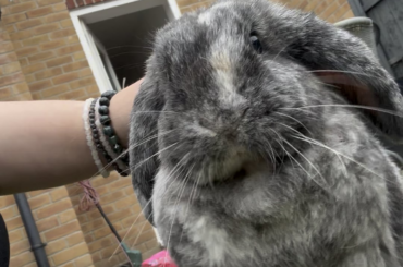 BunMum scratches 🥰
