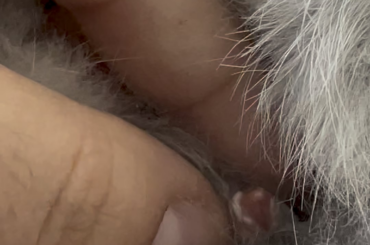 Female lionhead health?