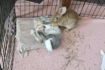 Our BB's when they were babies