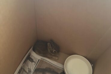 Please help! Small bunny found!