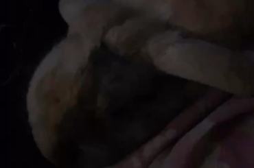 bun pancake
