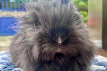 This bun has seen things… dark, crunchy things