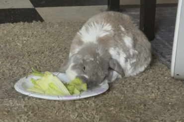 Lettuce by the fan on a hot day