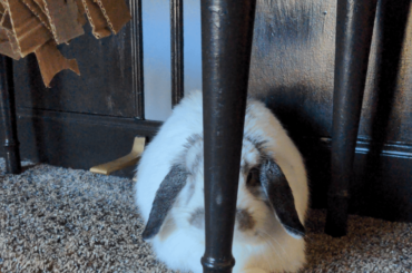 Moving Soon and want to improve Litter Training in new place