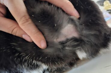 Accidentally groomed a bald spot onto my bunny