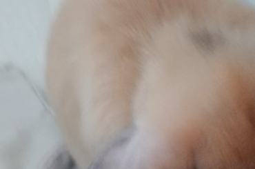 Meet Twix, Snickers' new friend (eventually)
