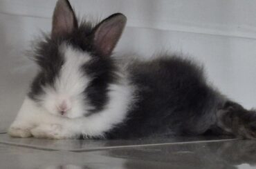 Bunny Just Bit Me