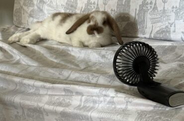 How do I stop my bunny from pissing on my bed
