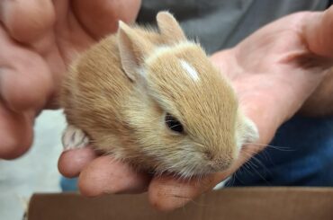 My parents in Arkansas found a baby bunny in their yard and I think it might be a domestic rabbit, what do I do?