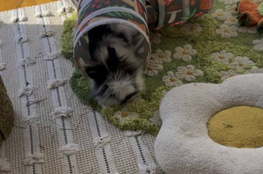 I looked over & couldn’t resist a little pet during his evening nap….so I brought you along