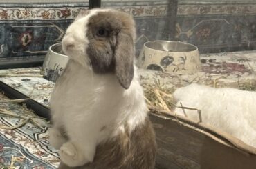 Lucky standing at attention