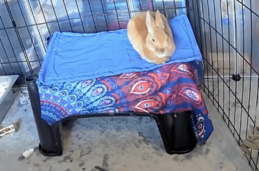 When I first got him he didn’t really know how to flop properly yet 😭😭