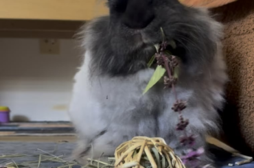 Flower Muncher 🤣