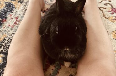 Everyday slowly but steadily Miss Tiggles gets her stinkie back after getting hurt. It’s been a couple weeks now and she’s doing good.