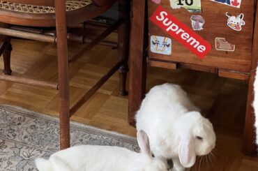 adopting a third bunny